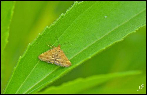 Pyrausta despicata